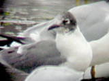 Franklins Gull - 1-4-09  Arkabutla Dam