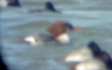 Common Merganser - 1-24-09 adult female Robco Lake