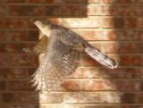 Coopers Hawk - adult in flight profile