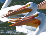 White Pelicans - 1-31-09 Robco Lake