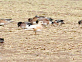 American Wigeon - leucistic - male,  February 2009
