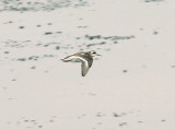 Red-necked Phalarope - 9-6-08 Juv. in flight