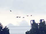 Black-bellied Whistling Ducks - 5-3-09 Ensley