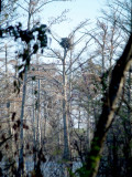 Bald Eagle nest - Canada Goose - Wapanocca NWR, AR