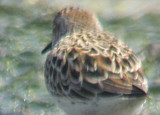 Semipalmated Sandpiper - 5-13-07 bright plumage