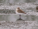 Semipalmated Sandpiper - imm. red 9-9-07