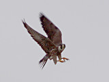Peregrine - adult on wire