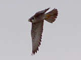 Peregrine - adult on wire