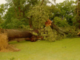 House - 6-12-09 tree damage