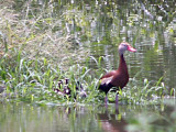 Black-bellied Whistling Duck - 7-23-09