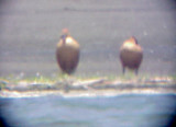 Fulvous Whistling Duck - 6-17-09