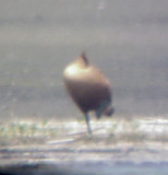 Fulvous Whistling Duck - 6-17-09 TVA Lake
