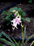 House - Hosta - Stilleto