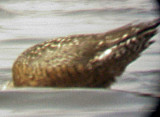 Hudsonian Godwit - 5-17-09 Ensley 1.jpg