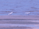 Piping Plover - 8-23-09 Island 13 - pair