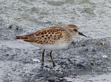 Least Sandpiper - 9-15-09 Juvenile Plumage