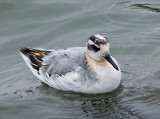 Red Phalarope - 10-4-09 - 