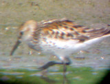 Western Sandpiper - 7-10-10 - Molting female -red based scaps.