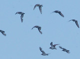 Least Sandpipers - 7-25-10  in typical fall wing molt