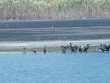 Neotropic Cormorant - 7-25-10 TVA Lake