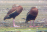 Black-bellied Whistling Duck - 7-25-10 TVA Lake