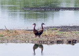 Black-bellied Whistling Duck - 7-27-10 -NTP pair