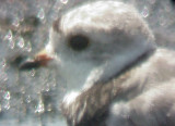 Piping Plover - 7-27-10 - NTP -