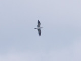 Laughing Gull - 7-27-10- TVA Lake - 2nd  summer plumage