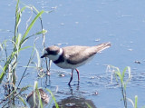 Semipalmated Plover - 7-27-10 NTP adult.