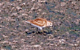 Least Sandpiper - 8-1-10  first of seasom immature.