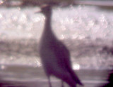 Upland Sandpiper - 8-15-10 NTP Shelby Co