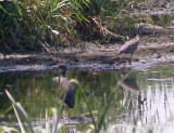 Yellow-crowned Night-Heron - 8-15-10 imm. 2 of 3.