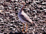 Upland Sandpiper - 8-22-10 imm. Ensley