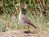 Upland Sandpiper - 8-22-10 imm. Ensley strutting