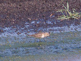 Bairds Sandpiper - 8-24-10 imm. 1 of 2 NTP.