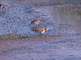 Bairds Sandpiper - 8-24-10 imm. 2 of 2 NTP.jpg