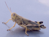 Grasshopper - family Short-horned - Differential Grasshopper.