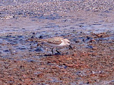 Western Sandpiper - 8-23-10 immature - NTP