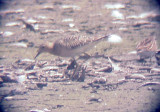 Buff-breasted Sandpiper - 8-28-10 imm. Ensley spread fields