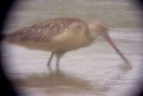 Marbled Godwit - 8-28-10 - TVA Lake.