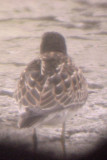 Pectoral Sandpiper - 8-29-10 melanistic