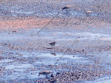 Bairds - White-rumped Sandpiper - compare