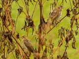 Bobolink imm. with imm. Dickcissel 9-8-10 Ensley