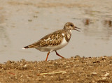 Ruddy Turnstone - 9-9-10 NTP immature