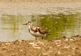 Ruddy Turnstone - 9-9-10 NTP checking hawk.