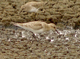 Bairds Sandpiper - 9-11-10 Ensley