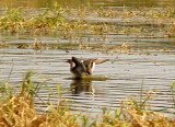 Pintail - 9-15- 10 throug 9-19-10 at  NTP