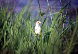 Full Albino - Common Grackle