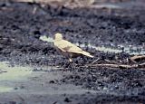 Leucistic - European Starling