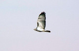 Harlans Red-tailed Hawk - light morph - In flight